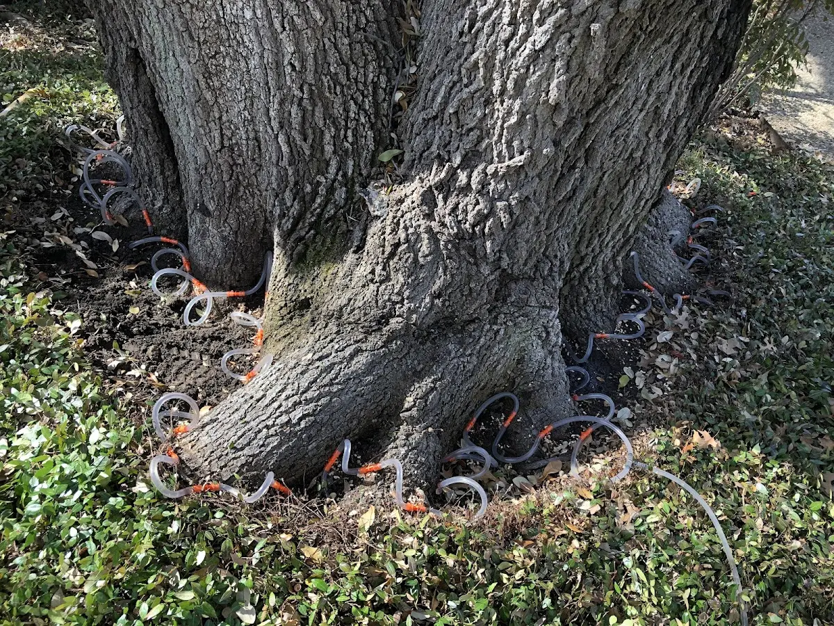 Detailed Tree Cabling and Bracing job site in Mayking