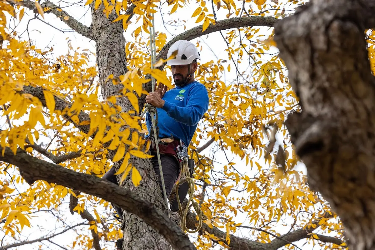 Skilled Tree Transplanting crew working in Mayking
