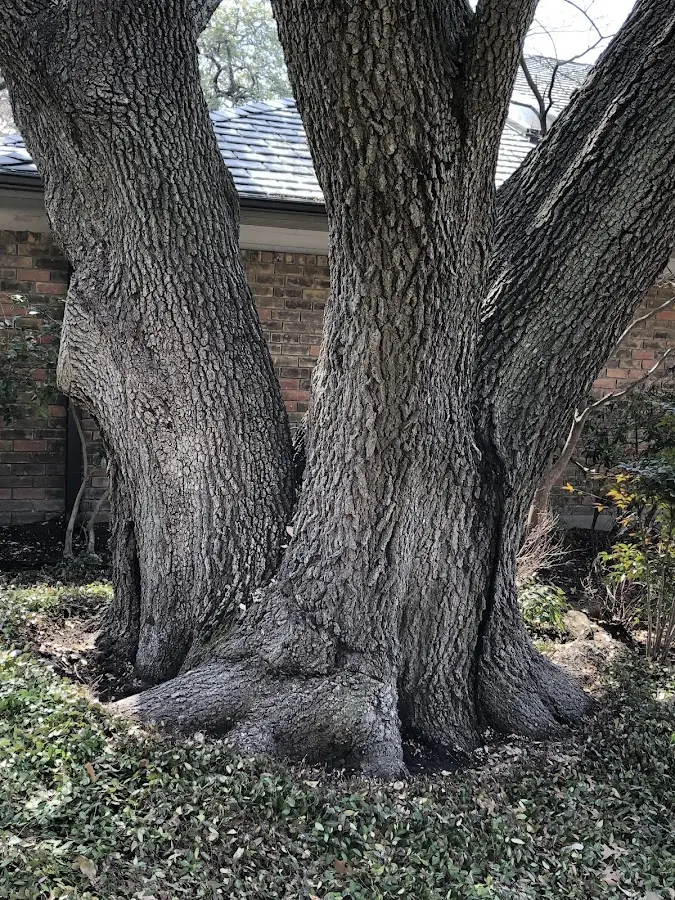 Mature heritage tree close to a Mayking property cared for by certified arborists